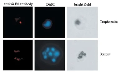 Anti-Plasmodium falciparum Ferredoxin antibody used in Immunocytochemistry/ Immunofluorescence (ICC/IF). GTX00920