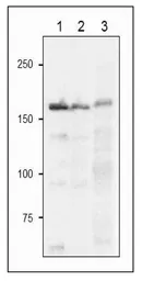 Anti-Fd-GOGAT antibody used in Western Blot (WB). GTX00921