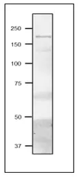 Anti-Fd-GOGAT antibody used in Western Blot (WB). GTX00921