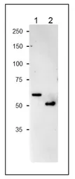 Anti-NiR antibody used in Western Blot (WB). GTX00923