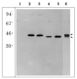 Anti-Glutamine Synthetase antibody used in Western Blot (WB). GTX00924