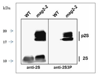 Anti-2S3 albumin precursor antibody used in Western Blot (WB). GTX00934