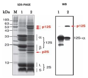 Anti-12S globulin antibody used in Western Blot (WB). GTX00936