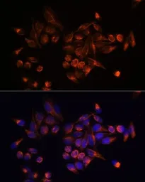Anti-Vimentin antibody [GT1180] used in Immunocytochemistry/ Immunofluorescence (ICC/IF). GTX00942