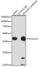 Anti-Vimentin antibody [GT1180] used in Immunoprecipitation (IP). GTX00942