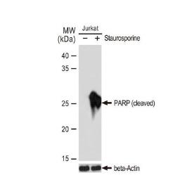 Anti-PARP (cleaved) antibody [GT1181] used in Western Blot (WB). GTX00943