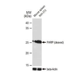 Anti-PARP (cleaved) antibody [GT1181] used in Western Blot (WB). GTX00943