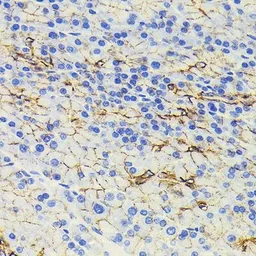 Anti-beta Catenin antibody [GT1186] used in IHC (Paraffin sections) (IHC-P). GTX00948