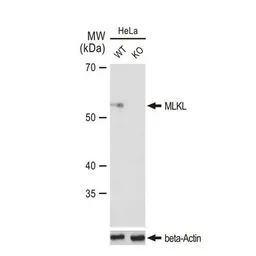 Anti-MLKL antibody [GT1191] used in Western Blot (WB). GTX00953