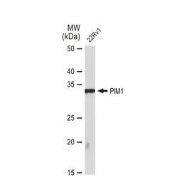 Anti-PIM1 antibody [GT1192] used in Western Blot (WB). GTX00954