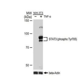Anti-STAT3 (phospho Tyr705) antibody [GT1204] used in Western Blot (WB). GTX00966