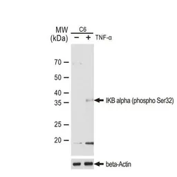 Anti-IKB alpha (phospho Ser32) antibody [GT1205] used in Western Blot (WB). GTX00967