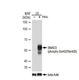 Anti-SMAD3 (phospho Ser423/Ser425) antibody [GT1207] used in Western Blot (WB). GTX00969