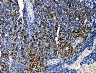 Anti-TRAF4 antibody used in IHC (Paraffin sections) (IHC-P). GTX00972