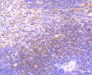 Anti-ETS1 antibody [JM92-32] used in IHC (Paraffin sections) (IHC-P). GTX00984