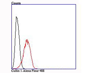 Anti-Cullin 1 antibody [JM72-30] used in Flow cytometry (FCM). GTX00988