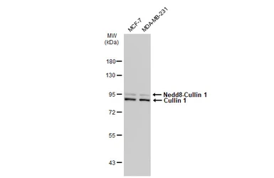 Anti-Cullin 1 antibody [JM72-30] used in Western Blot (WB). GTX00988