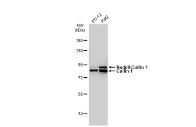 Anti-Cullin 1 antibody [JM72-30] used in Western Blot (WB). GTX00988