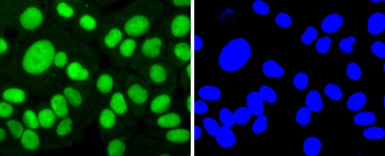 Anti-SP1 antibody [JF0950] used in Immunocytochemistry/ Immunofluorescence (ICC/IF). GTX01012