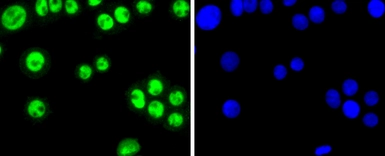 Anti-SP1 antibody [JF0950] used in Immunocytochemistry/ Immunofluorescence (ICC/IF). GTX01012