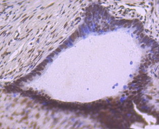 Anti-SP1 antibody [JF0950] used in IHC (Paraffin sections) (IHC-P). GTX01012