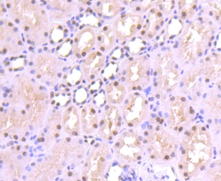 Anti-SP1 antibody [JF0950] used in IHC (Paraffin sections) (IHC-P). GTX01012