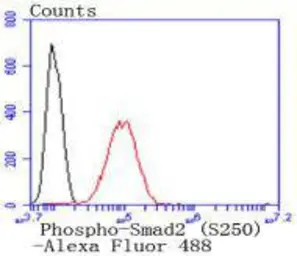 Anti-SMAD2 (phospho Ser250) antibody [SD207-1] used in Flow cytometry (FCM). GTX01034