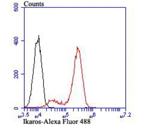 Anti-Ikaros antibody [JB50-38] used in Flow cytometry (FACS). GTX01051