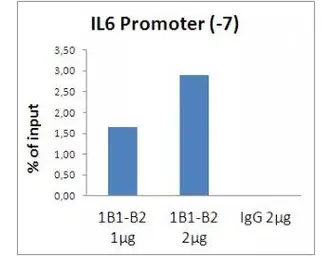 Anti-Histone H3 antibody [1B1-B2] used in ChIP assay (ChIP assay). GTX01093