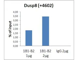 Anti-Histone H3 antibody [1B1-B2] used in ChIP assay (ChIP assay). GTX01093