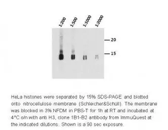 Anti-Histone H3 antibody [1B1-B2] used in Western Blot (WB). GTX01093
