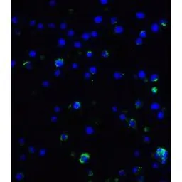 Anti-IL17A antibody used in IHC (Paraffin sections) (IHC-P). GTX01094