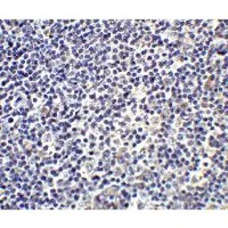 Anti-IL17A antibody used in IHC (Paraffin sections) (IHC-P). GTX01094