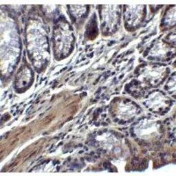 Anti-IL17A antibody used in IHC (Paraffin sections) (IHC-P). GTX01094