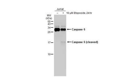 Anti-Caspase 6 antibody [GT1154] used in Western Blot (WB). GTX01097