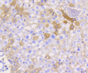 Anti-JAM-A antibody [SC60-07] used in IHC (Paraffin sections) (IHC-P). GTX01112