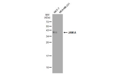 Anti-JAM-A antibody [SC60-07] used in Western Blot (WB). GTX01112