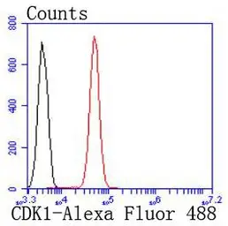 Anti-CDC2 antibody [SM01-44] used in Flow cytometry (FCM). GTX01143