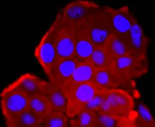 Anti-CDC2 antibody [SM01-44] used in Immunocytochemistry/ Immunofluorescence (ICC/IF). GTX01143