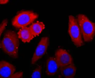 Anti-CDC2 antibody [SM01-44] used in Immunocytochemistry/ Immunofluorescence (ICC/IF). GTX01143