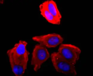 Anti-CDC2 antibody [SM01-44] used in Immunocytochemistry/ Immunofluorescence (ICC/IF). GTX01143
