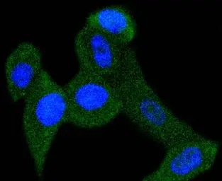 Anti-RKIP antibody [SC58-09] used in Immunocytochemistry/ Immunofluorescence (ICC/IF). GTX01163