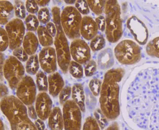 Anti-RKIP antibody [SC58-09] used in IHC (Paraffin sections) (IHC-P). GTX01163
