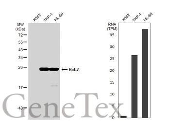 Anti-Bcl-2 antibody [GT1213] used in Western Blot (WB). GTX01194