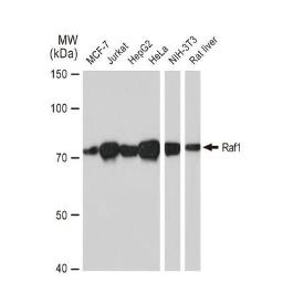 Anti-Raf1 antibody [GT1215] used in Western Blot (WB). GTX01196