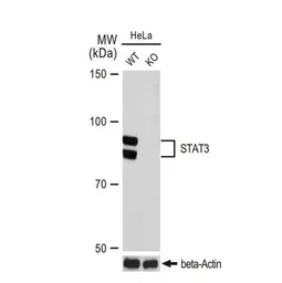 Anti-STAT3 antibody [GT1159] used in Western Blot (WB). GTX01294