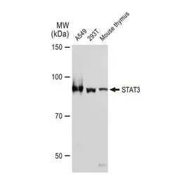 Anti-STAT3 antibody [GT1159] used in Western Blot (WB). GTX01294