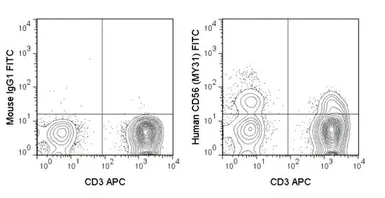 Anti-NCAM antibody [MY31] (FITC) used in Flow cytometry (FCM). GTX01477-06