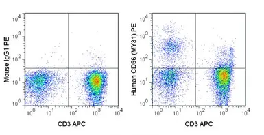 Anti-NCAM antibody [MY31] (PE) used in Flow cytometry (FCM). GTX01477-08