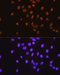 Anti-SP1 antibody [GT1220] used in Immunocytochemistry/ Immunofluorescence (ICC/IF). GTX01528